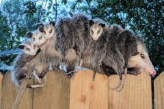 Small image of A mother oppossum walks along the top of a wooden fence carrying nine juveniles on her back.