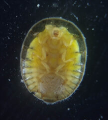 Small image of The underside view of a water-penny beetle shows its legs, head and antennae.