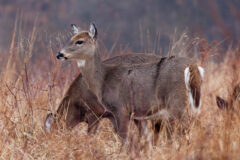 Small image of Two white-tailed deer graze in a meadow, their coats thick for the cold winter months.
