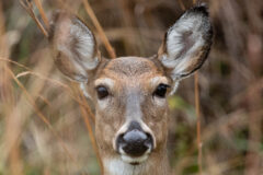Small image of A close-up view of a white-tailed deer's face shows large ears, dark eyes and a dark nose.