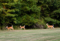 Small image of Three white-tailed deer hold their tails aloft as they run from a grassy field into a dense thicket of trees.