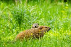 Small image of A woodchuck stands in a grassy field, its pup peeking over its back to look toward the photographer.