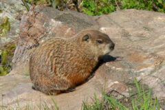 Small image of A woodchuck stands on a flat rock, sunlight shining on its brown fur.
