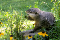 Small image of A woodchuck stands on a flat rock, using one foot to hold onto a green plant whose flowers it has already eaten.