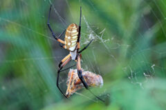 Small image of A female yellow garden spider with pale yellow markings is on its web, holding an insect that is caught in the web.