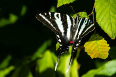 Small image of A zebra swallowtail butterfly perches on the leaf of a tree, its triangular wings held open.