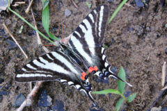 Small image of A zebra swallowtail butterfly stands on moist, sandy soil, its triangular wings held open.
