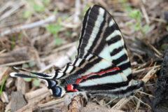 Small image of A zebra swallowtail butterfly stands on a mulched garden bed, its wings folded closed to reveal a single red stripe on the underside of its hindwing.
