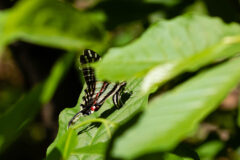Small image of A zebra swallowtail butterfly curls its abdomen to touch the leaf of a pawpaw tree in order to lay its eggs.