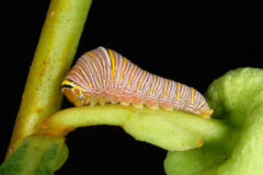 Small image of A zebra swallowtail caterpillar clings to the stem of a leafy plant.