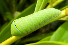 Small image of A zebra swallowtail caterpillar clings to the stem of a leafy plant.