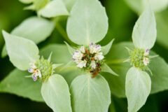 Small image of 
