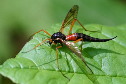 Crane fly rests on a leaf.