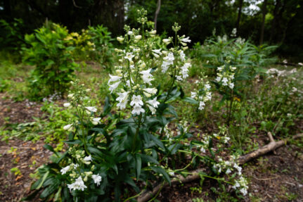 White flowers bloom on foxglove beardtongue, growing in bunches.