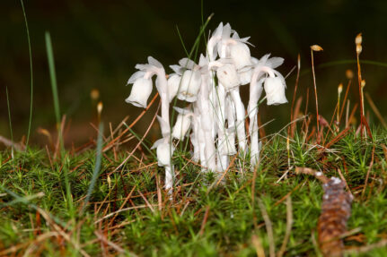 A group of all-white ghost pipe plants bloom on a green forest floor.