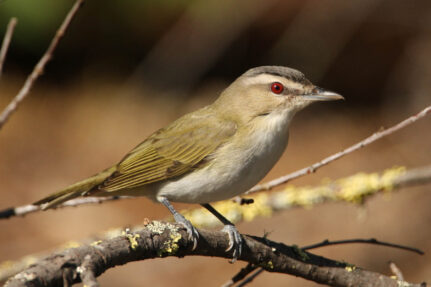 A red-eyed vireo flashes its bright red eye and olive colored feathers as it is perched on a branch.