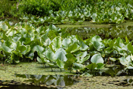 Patch of spatterdock with large, green leaves above the surface of the water.