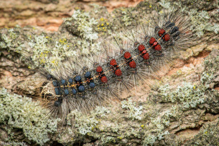 A spongy moth caterpillar featuring its trademark blue and red dots crawls along the trunk of a tree.