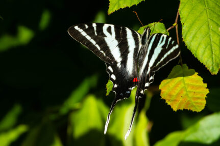 A zebra swallowtail butterfly perches on the leaf of a tree, its triangular wings held open.