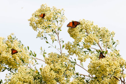 The eastern baccharis blooms cream-colored flowers is visited by monarch butterflies.