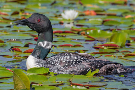 A breeding season loon floats through pond lilies in a body of water.