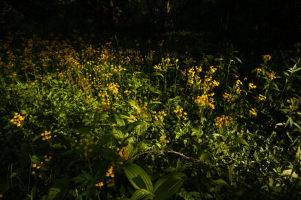 Golden ragwort grows densely among forest floor.