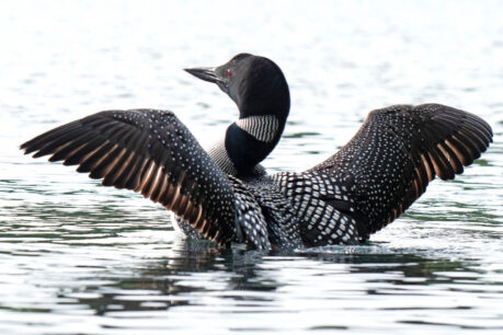 A common loon stretches its wings while swimming in a body of water. Facing away from the camera, the loon's characteristic black and white checkered back are clearly visible.
