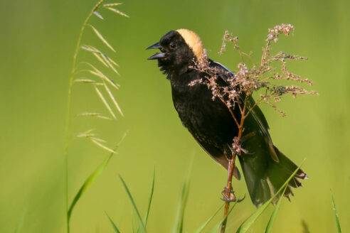 A black bobolink with yellow coloring on the crown of it's head is perched on tall grass.