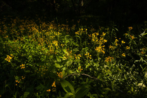 Golden ragwort grows densely among forest floor.