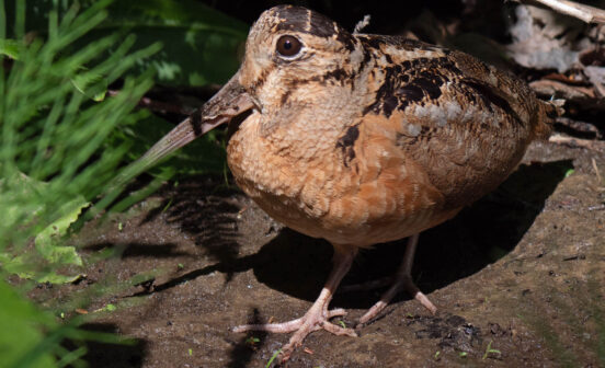 A close up of an American woodcock on a rock.