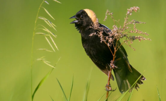 A black bobolink with yellow coloring on the back of its head is perched on tall grass.