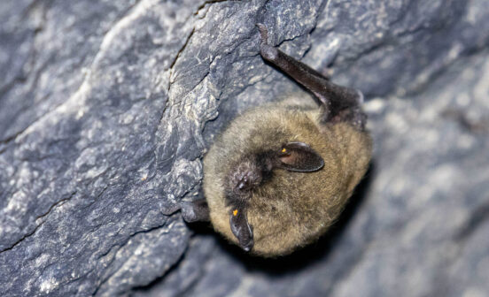 Eastern small-footed bat clings to a rock wall.