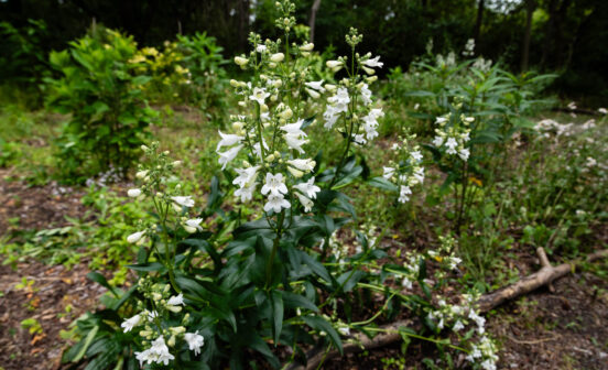 White flowers bloom on foxglove beardtongue, growing in bunches.
