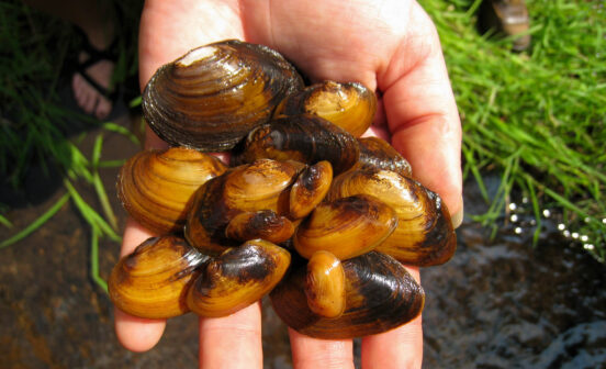 Hand holding several James spinymussels.