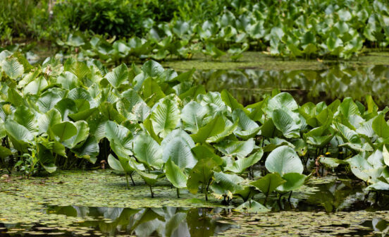 Patch of spatterdock with large, green leaves above the surface of the water.