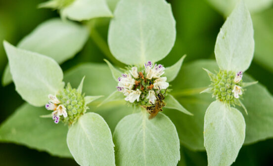 A bee visits small white flowers on a mountain mint plant.