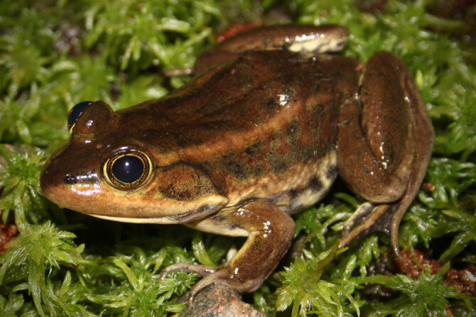 カーペンター Sea Frog 140 ブラック CarpenterFrogFieldGuide1800-01