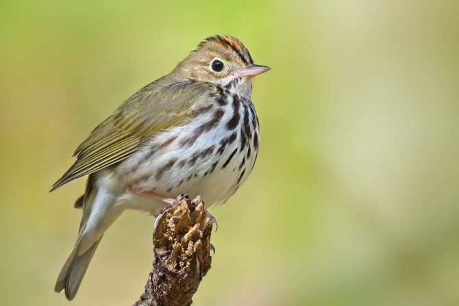 Ovenbird