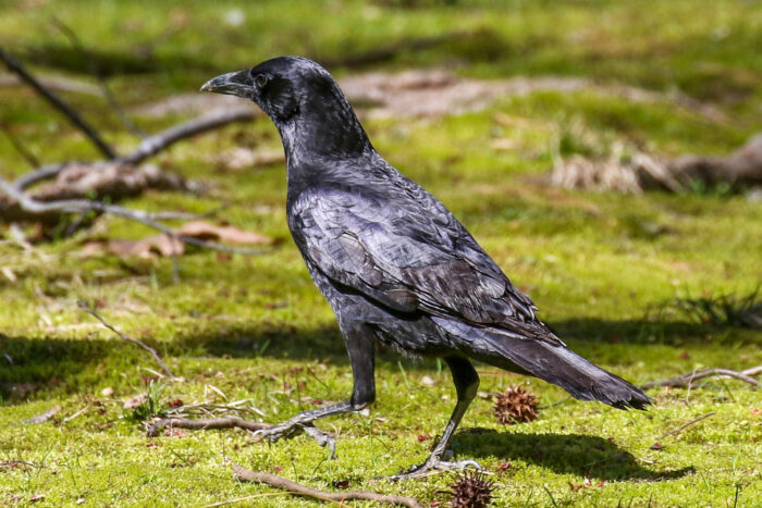 A glossy black American crow is perched in a field.