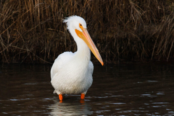 A large white pelican wades in shallow water.