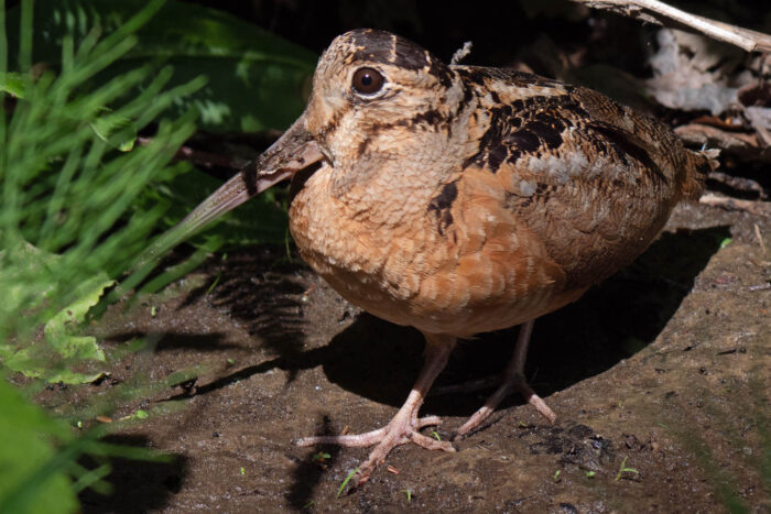 A close up of an American woodcock on a rock.