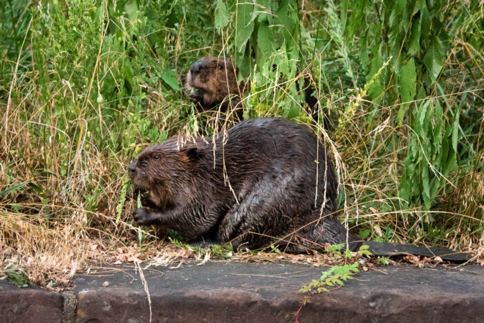 A pair of beavers chew on grasses in an overgrown field.