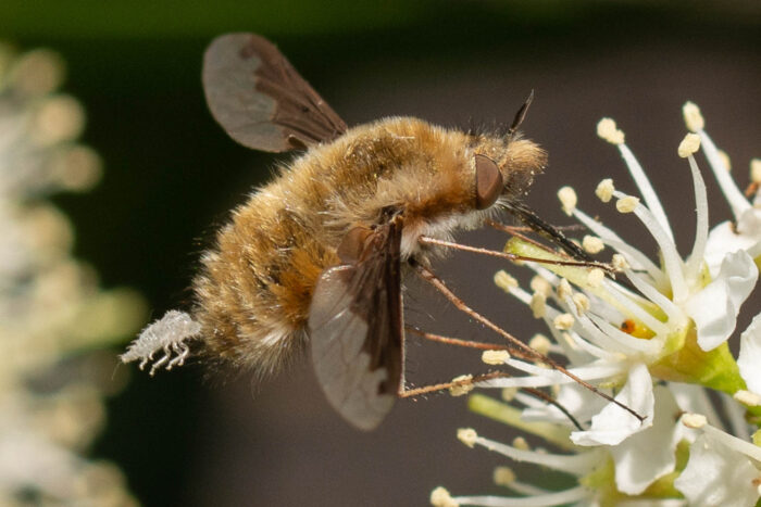 A bee fly perches on a flower, its long legs resting delicately on the flower's petals and its slender proboscis sipping nectar.