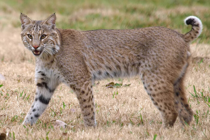 A bobcat stands in a grassy field, its spots clearly visible on its legs, stomach and tail, and its mouth open to reveal a pink tongue and sharp teeth.