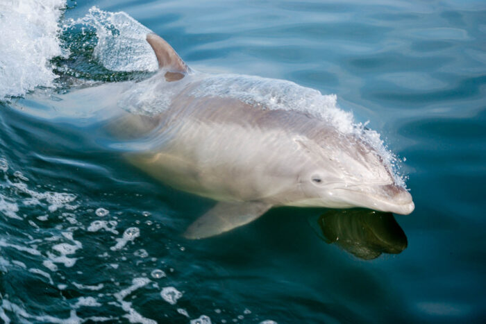 A bottlenose dolphin breaks the surface of the water, creating ripples and showcasing its slender, streamlined body.