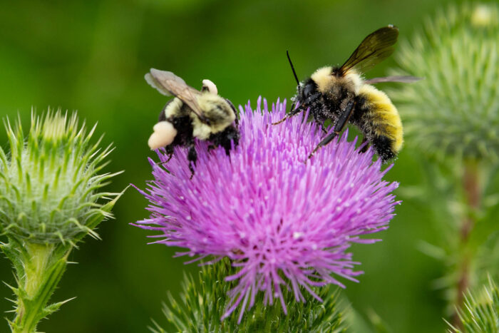 Two bumblebees perch on a thistle flower, grains of pollen visible on their legs and bodies.