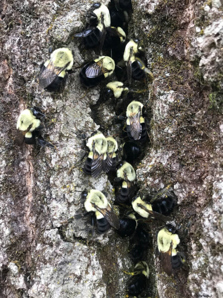 More than a dozen bumble bees cluster around a crevice in the trunk of a tree.