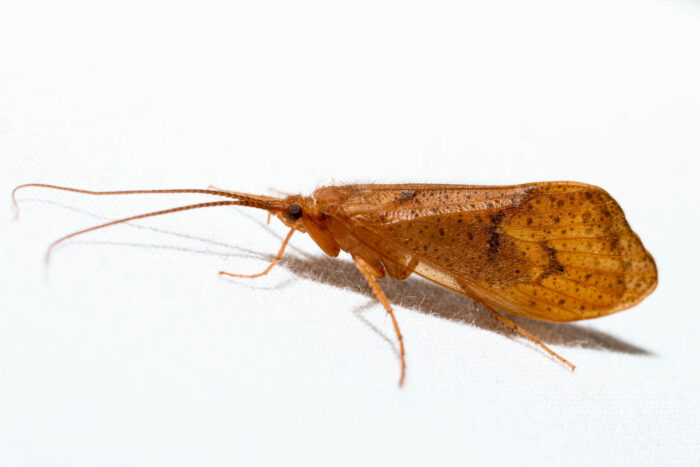 A caddisfly perches on white fabric, its brown wings closed behind its back and its long, slender antennae outstretched in front of its body.