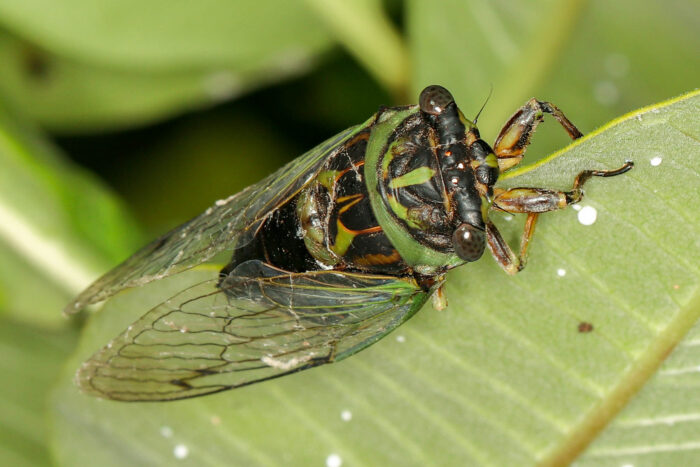 A cicada clings to the edge of a leaf.