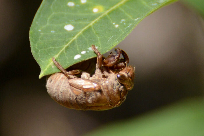 A cicada nymph clings to the edge of a leaf.